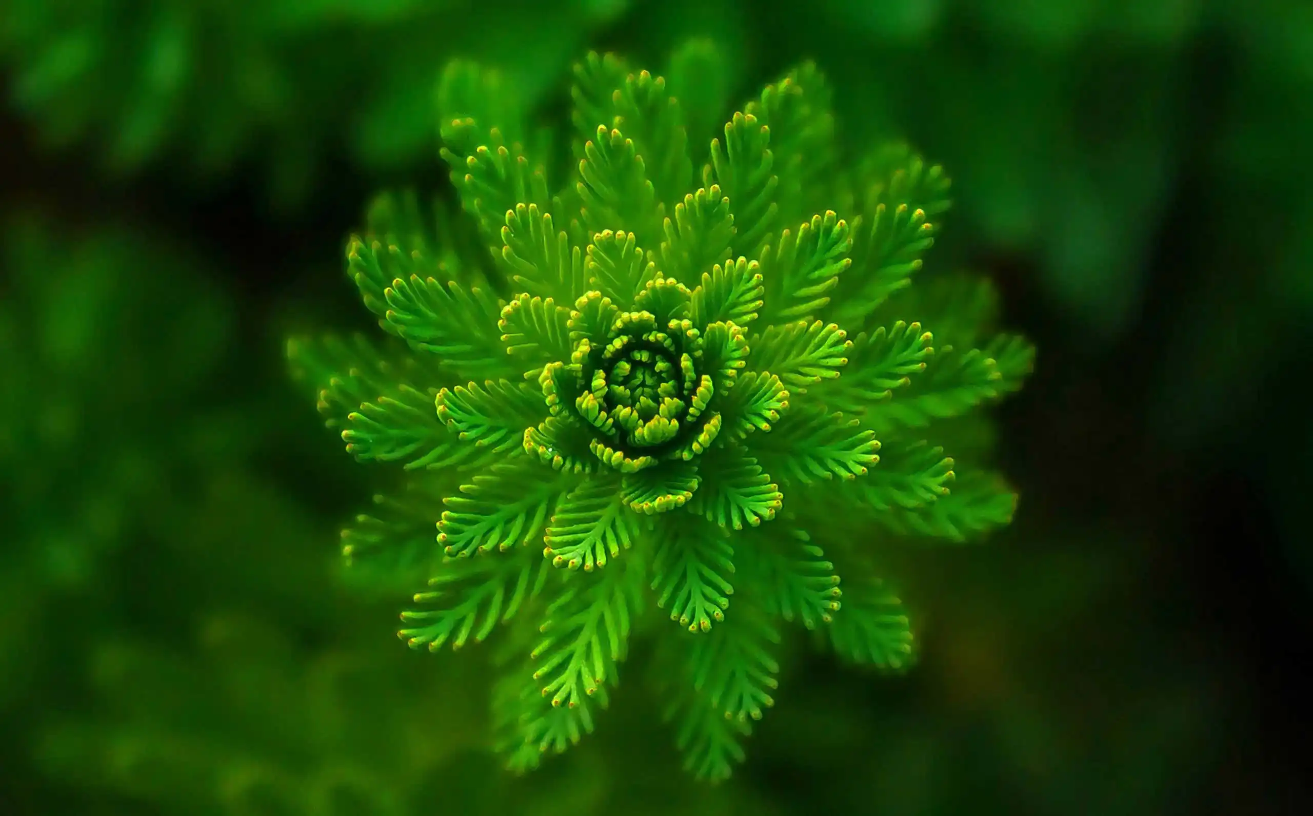 Makroaufnahme eines jungen Nadelbaums im spiralförmigen Austrieb. Das Bild symbolisiert organisches Wachstum, kontinuierliche Entwicklung, agile Coaching-Prozesse, Resilienz, Anpassungsfähigkeit und nachhaltige Organisationsentwicklung im Kontext von New Work und agiler Transformation.